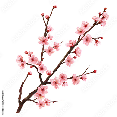 Cherry blossom branch isolated on white background, minimalism, png 