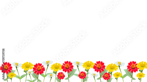  zinnia flowers, red, white and yellow isolated on transparent background, bottom background.