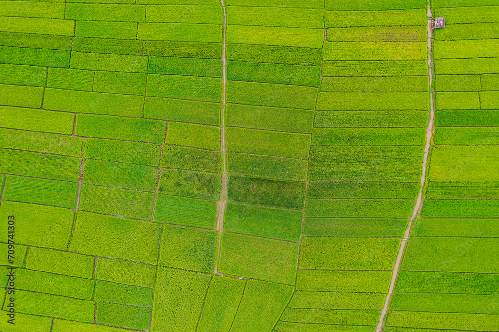 Beautiful aerial view natural of the agriculture in green and yellow rice field in rainy season for cultivation in Nan Province, Thailand.