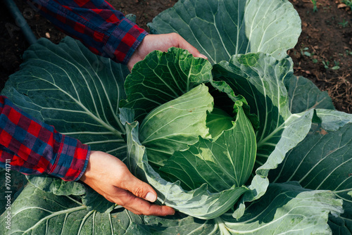 Farmer's hands with growing cabbage, organically grown cabbage, natural fresh vegetables