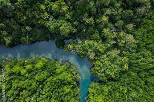 Beautiful aerial view of green mangroves or tropical forest in Thailand.