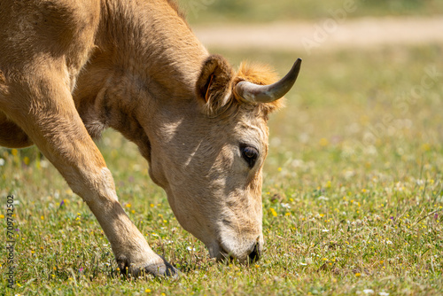 close-up of cow grazing on a green meadow in the sun