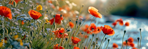 Poppies bloom in late spring. sunny day beautiful tender red poppies in the field. Beauty of nature.