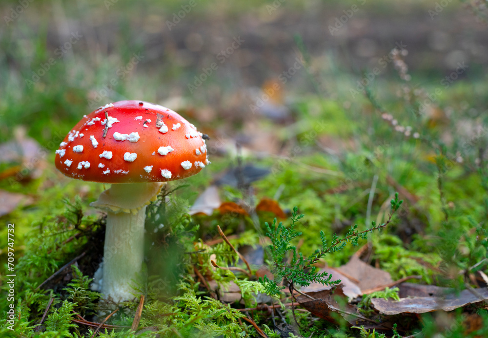 Fly agaric (Amanita muscaria) red-headed hallucinogenic toxic mushroom growing naturally in the forest. Fly agaric (Amanita muscaria) red-headed hallucinogenic toxic mushroom growing naturally in the forest.