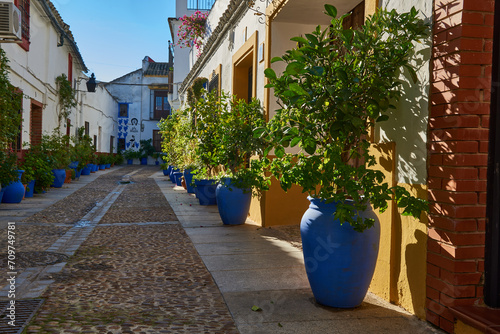 Cobblestone street with large blue pots of citrus © Juanma