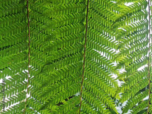 green fern leaves texture