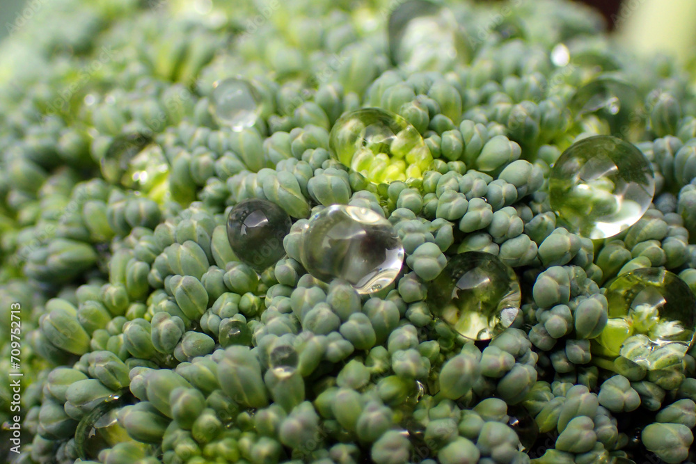 fresh broccoli vegetable fresh broccoli vegetable