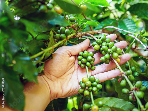 Raw coffee beans in hands,arabica coffee berries with agriculturist hands, Raw green coffee beans  in hand farmer, fresh coffee, raw green berry branch, agriculture on coffee tree