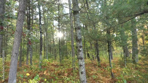 Morgensonne im herbstlichen Wald