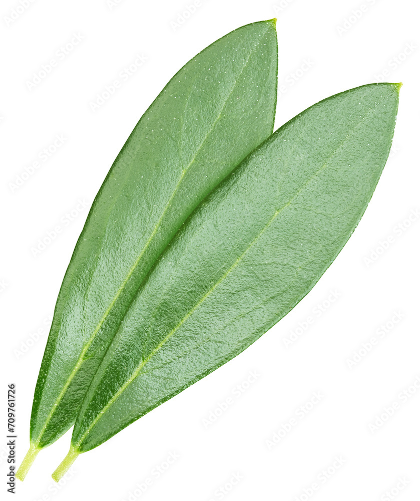 Obraz premium Olive leaf isolated on white background