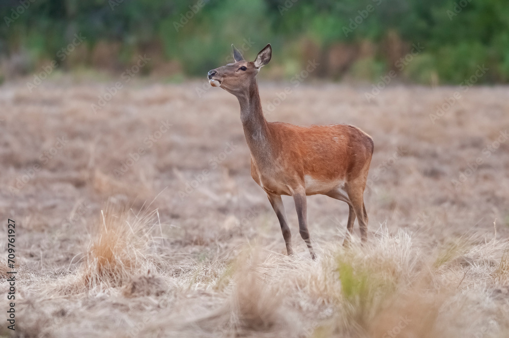 Fototapeta premium Red deer in Calden Forest environment, La Pampa, Argentina, Parque Luro, Nature Reserve