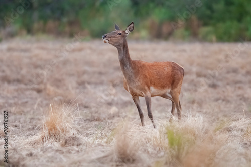 Red deer in Calden Forest environment, La Pampa, Argentina, Parque Luro, Nature Reserve
