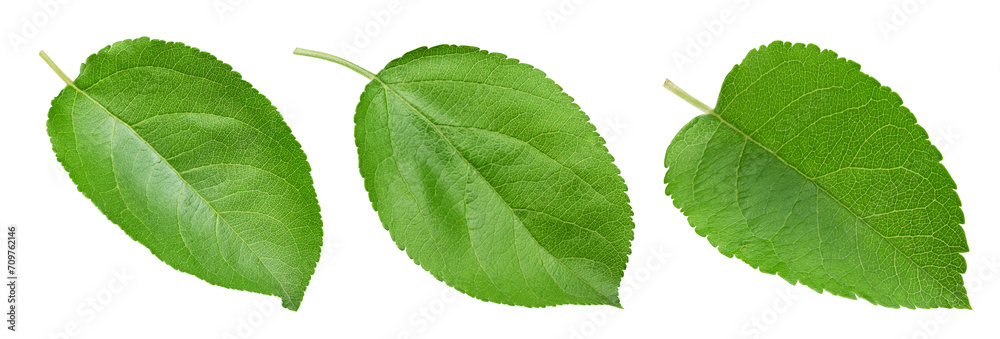 Fototapeta premium Fresh apple leaf isolated on white background