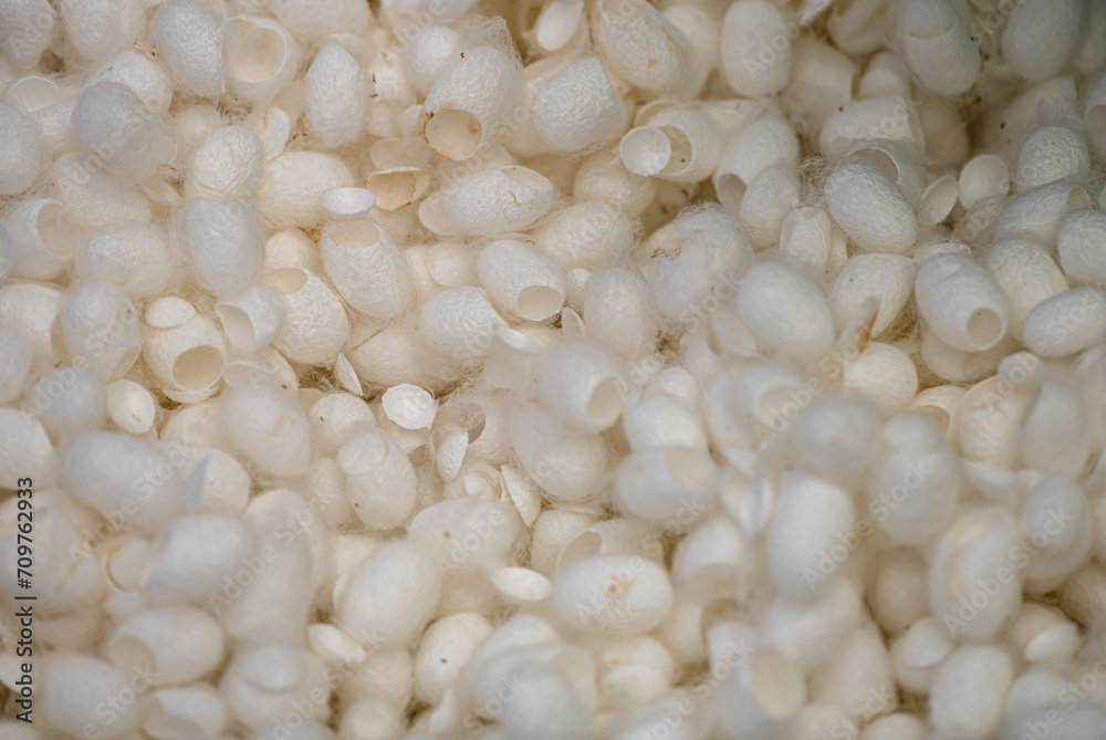 Background texture of the white cocoon, display for show and prepare for boiling. Background texture of the white cocoon, display for show and prepare for boiling.