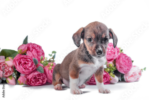 mongrel puppy on a background of artificial flowers of peonies photo