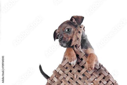 mongrel puppy in a wicker basket with a handle