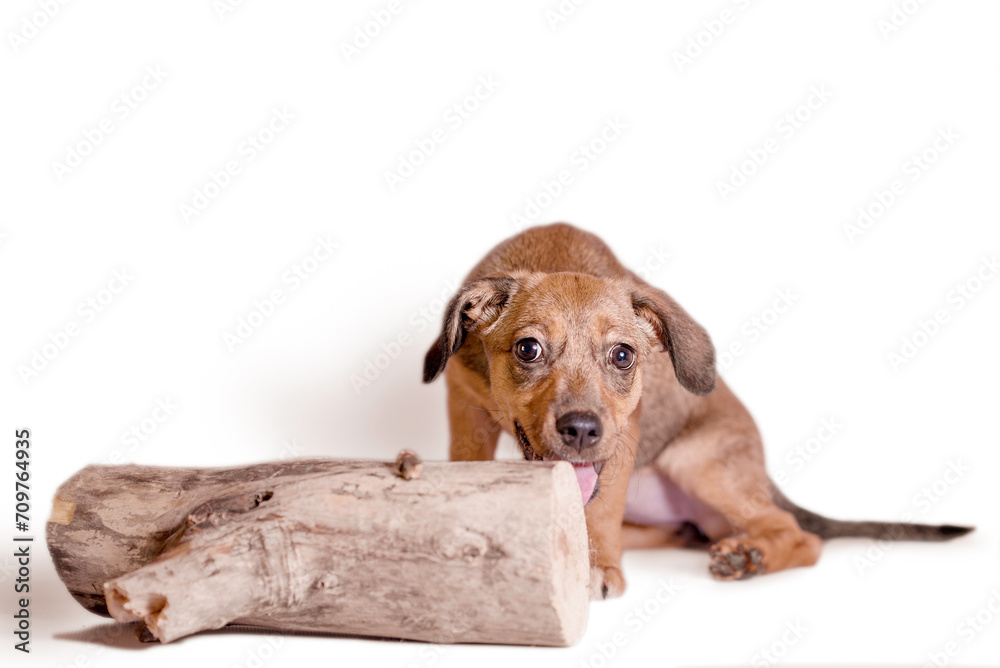 red mongrel puppy gnaws a large log