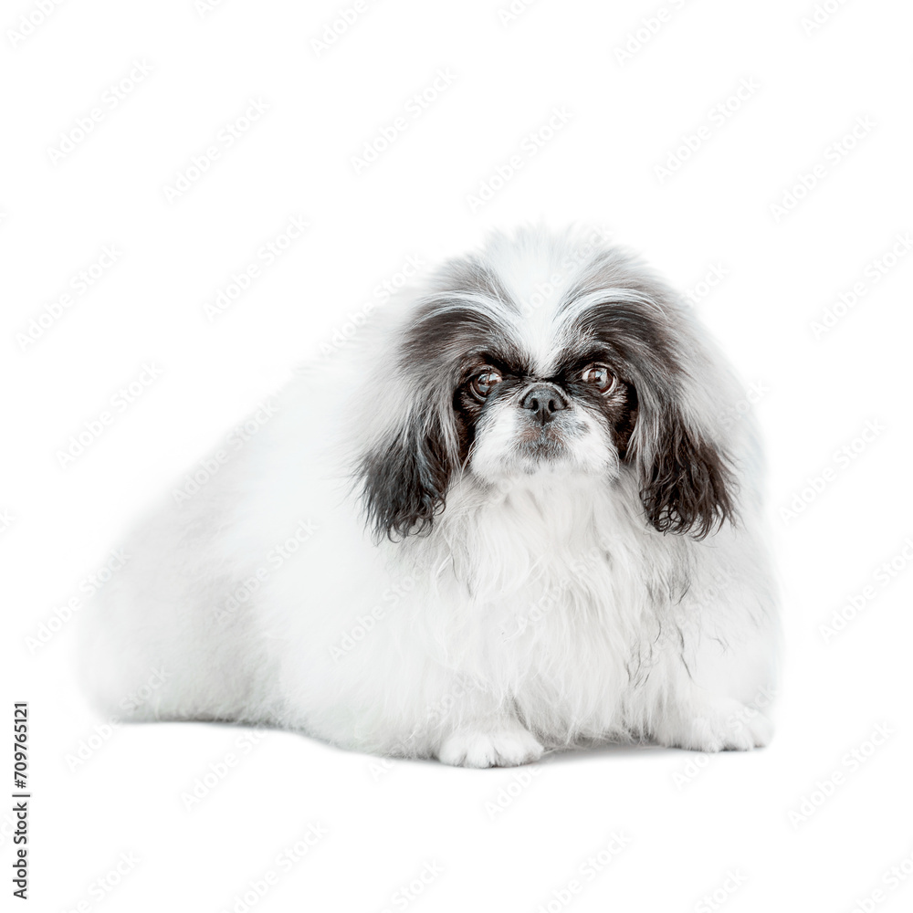 one Pekingese dog isolated on white background one Pekingese dog isolated on white background