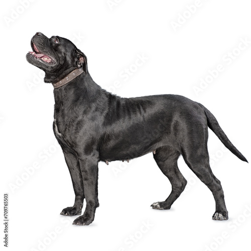 one cane corso dog isolated on white background © Sofiia