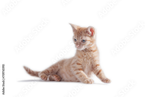 bright red kitten standing and looking right on a white background
