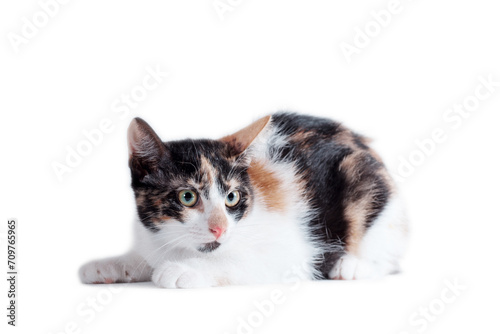 tricolor adult cat lying on a white background