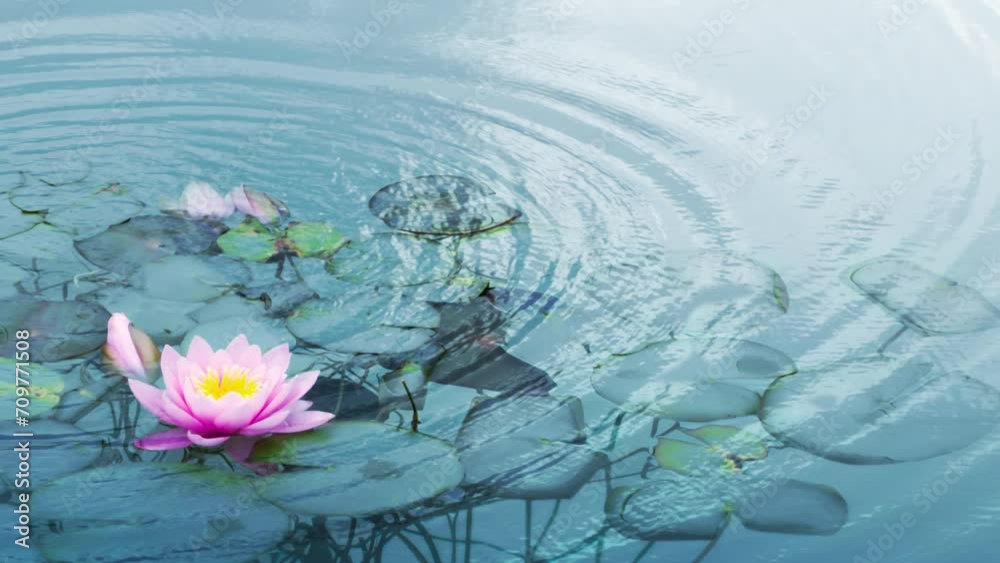 pink water lily flower with leaves and stems underwater in a pond with ...