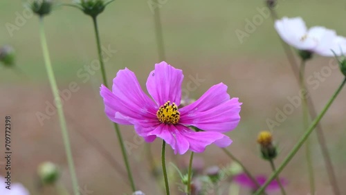 pinke Blüte des Schmuckkörbchen