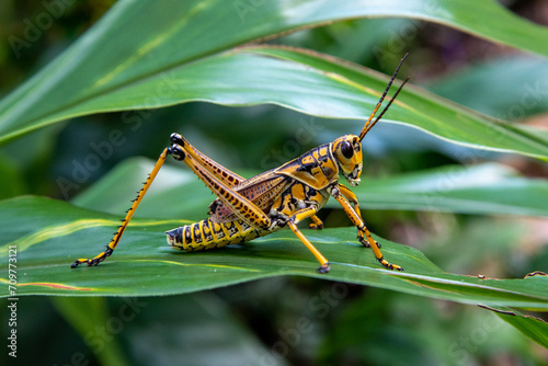 An eastern lubber grasshopper photo
