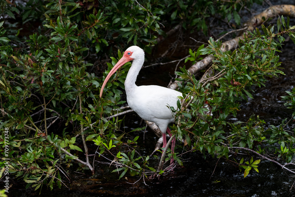 A white ibis in a tree. A white ibis in a tree.