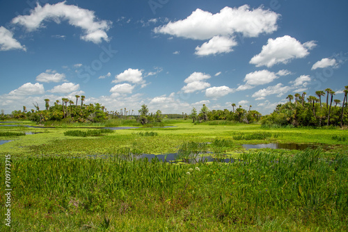 A view of Orlando Wetlands Park near Christmas, Florida. photo