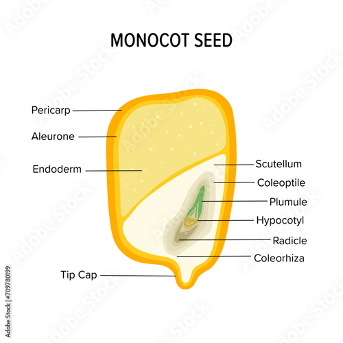 monocot seed anatomy for children education