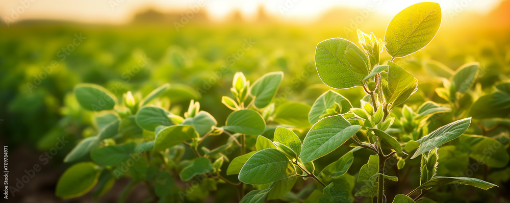 Soybean field and soybean plants in early morning light - obrazy, fototapety, plakaty 