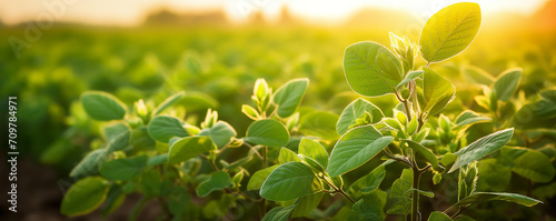 Soybean field and soybean plants in early morning light