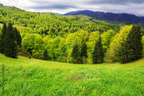 carpathian landscape with forests and mountains in spring. scenery with grassy fields and meadows on the hills rolling in to the distant rural valley on a cloudy day