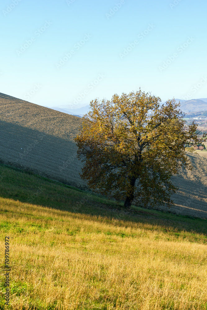 lone tree on a hillside farmland field