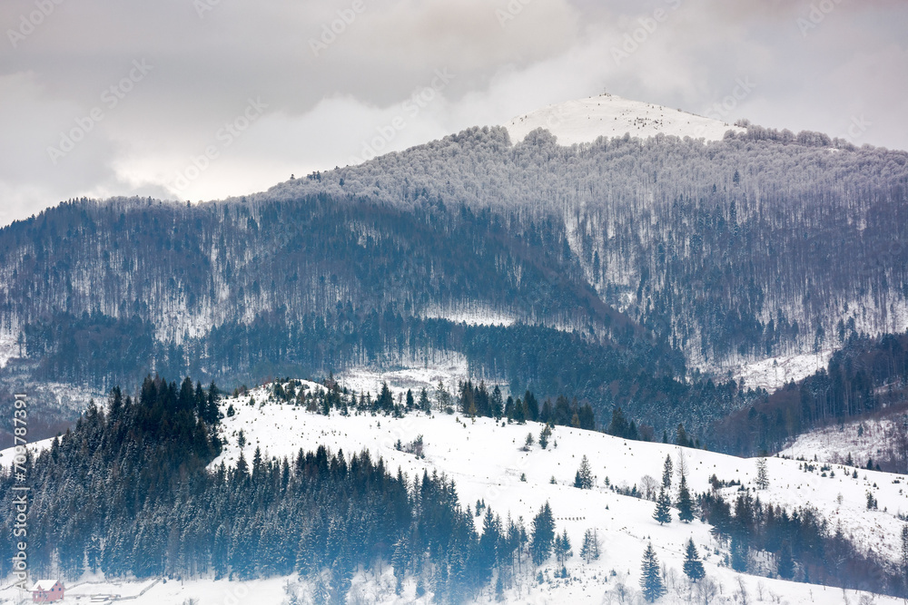 forested carpathian mountain landscape in winter. cold weather scenery on an overcast day