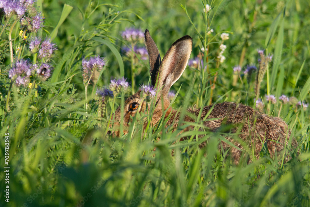 A wild hare sitting in the grass on the summer meadow A wild hare sitting in the grass on the summer meadow