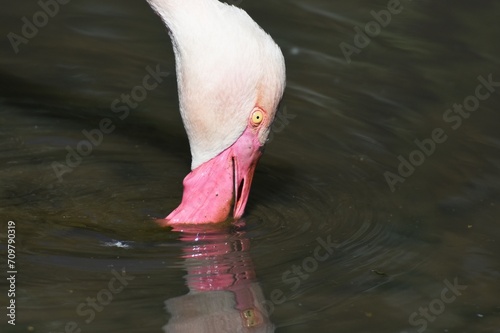 Rosaflamingo (Phoenicopterus roseus) in Namibia. photo