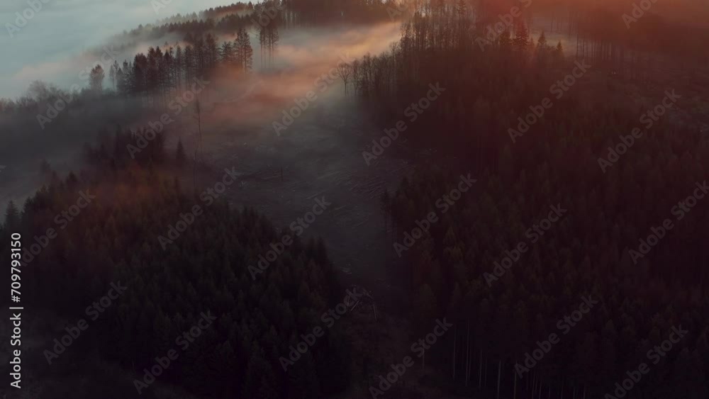 Schwenk über einem Wald an nebeligen Morgen