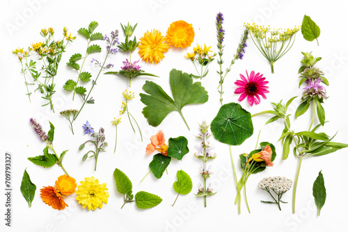 Herb leaf and flower selection for medicinal and culinary use photo