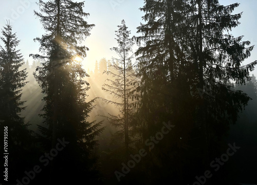 Beautiful Sunset Sunrise Sun Sunshine In foggy pine tree Forest. Sunlight Sunbeams Through Woods In Forest Landscape.