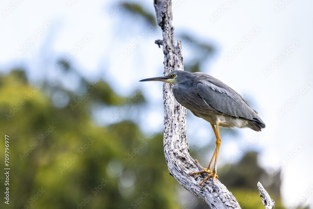 Fototapeta premium A white faced heron, egretta novaehollandiae, perched on a tree. At Kennett River, on the Great Ocean Road, Australia.