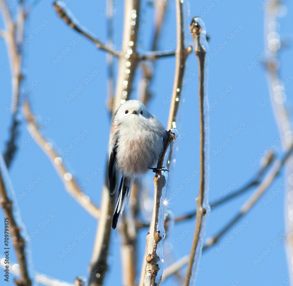 Long-tailed tit, Aegithalos caudatus. A bird sits on an ice-covered tree branch Long-tailed tit, Aegithalos caudatus. A bird sits on an ice-covered tree branch