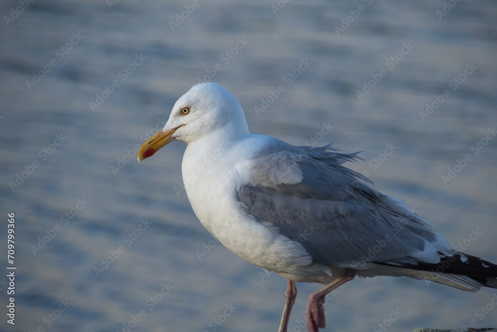 seagull on the rock seagull on the rock