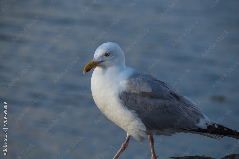 seagull on the rock seagull on the rock