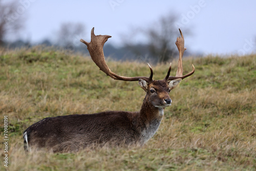 The deer in autumn forest of Amsterdamse Waterleidingduinen in the Netherlands, wildlife in the woodland. 