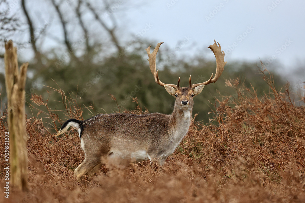 The deer in autumn forest of Amsterdamse Waterleidingduinen in the Netherlands, wildlife in the woodland. The deer in autumn forest of Amsterdamse Waterleidingduinen in the Netherlands, wildlife in the woodland.
