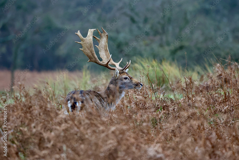 The deer in autumn forest of Amsterdamse Waterleidingduinen in the Netherlands, wildlife in the woodland. The deer in autumn forest of Amsterdamse Waterleidingduinen in the Netherlands, wildlife in the woodland.