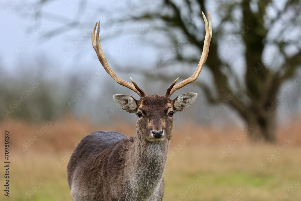 The deer in autumn forest of Amsterdamse Waterleidingduinen in the Netherlands, wildlife in the woodland. The deer in autumn forest of Amsterdamse Waterleidingduinen in the Netherlands, wildlife in the woodland.