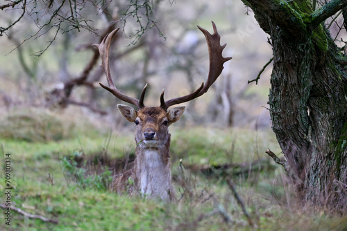 The deer in autumn forest of Amsterdamse Waterleidingduinen in the Netherlands, wildlife in the woodland. 